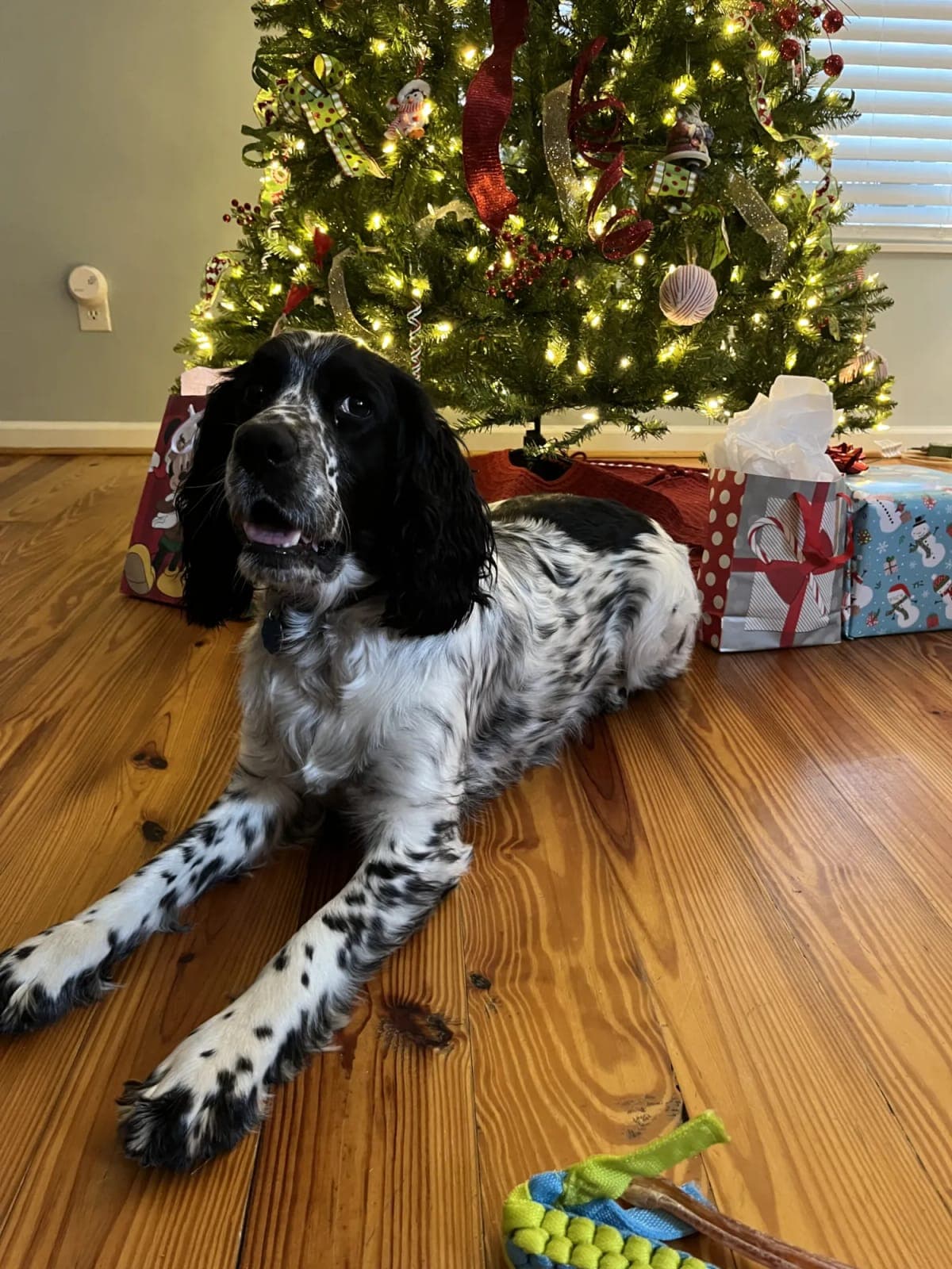Scout lying on a wood floor in front of a Christmas tree