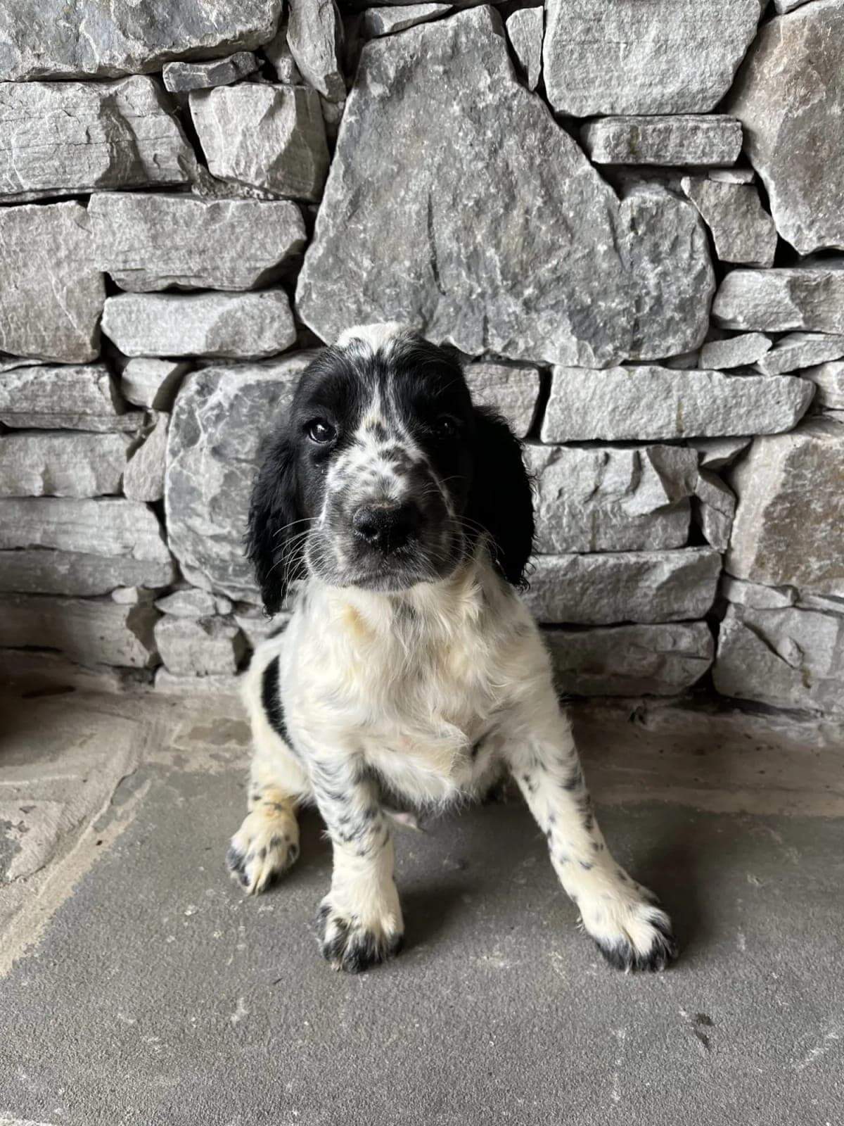 Scout as a puppy, sitting in front of a stone wall